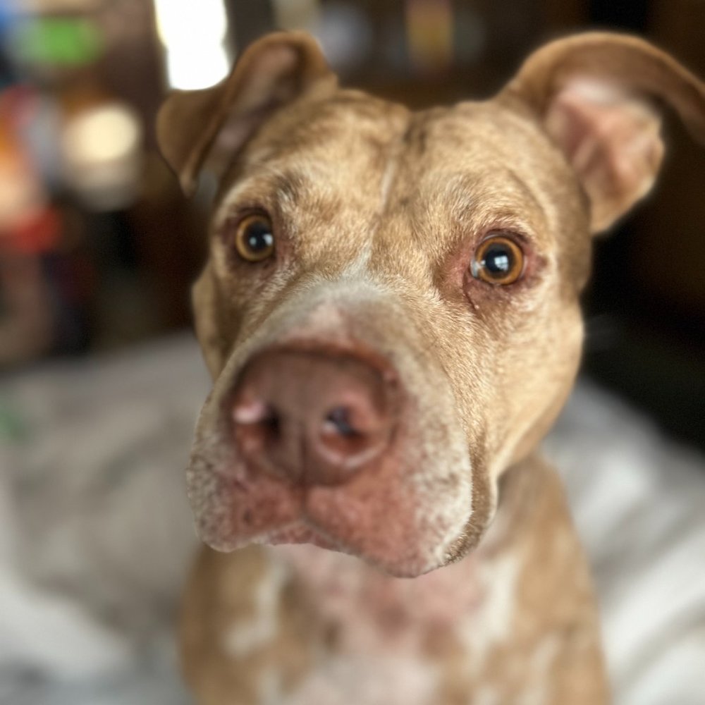 Meet your Posher, DeAnne Dunn